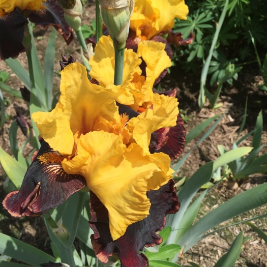 Vivid Yellow And Brown Iris