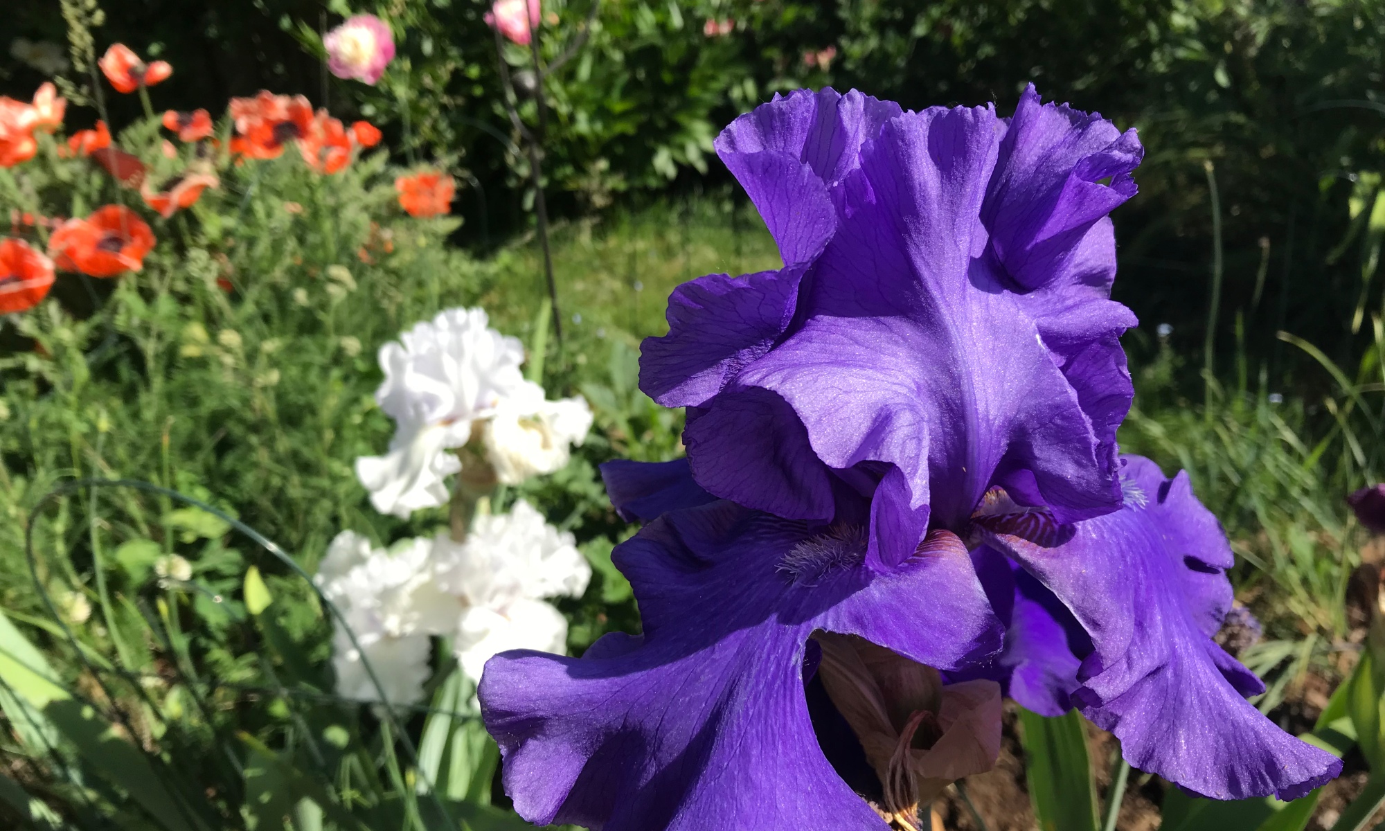 Irises In My Garden
